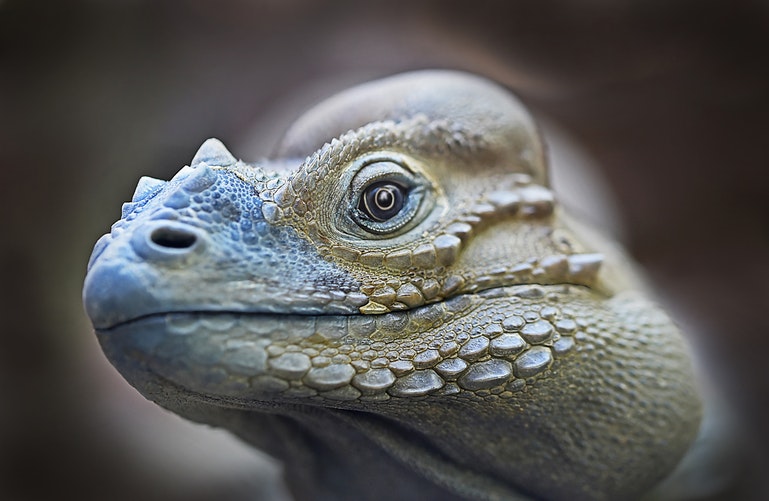 iguana-3