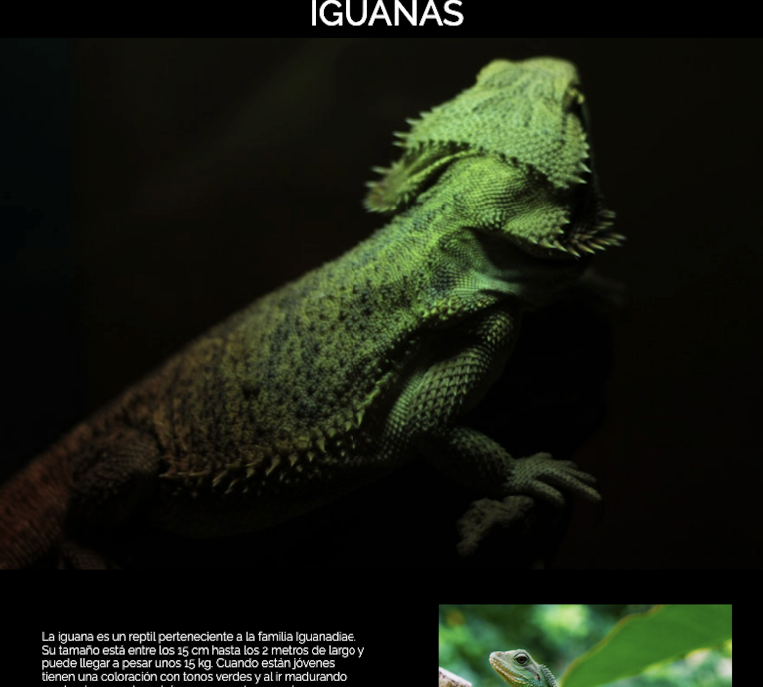 proyecto IGUANA PAGE