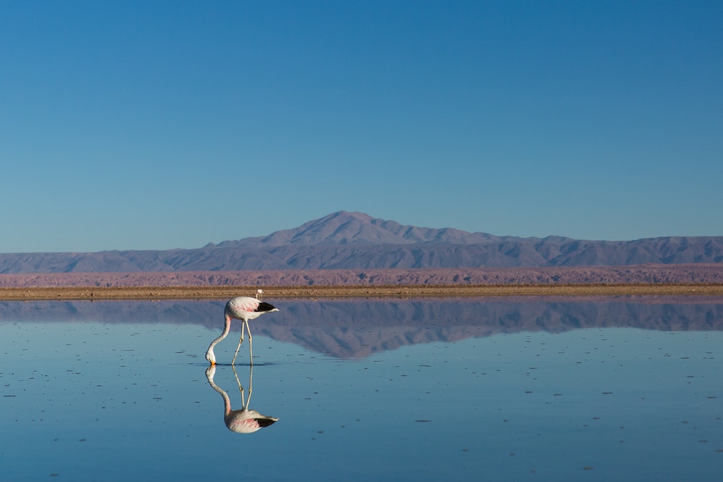 cupon Atacama